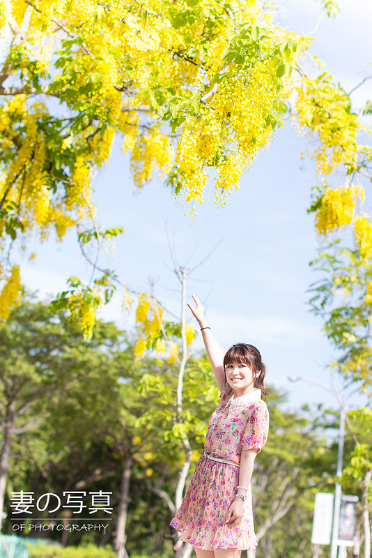 【外拍】 妻の写真 初夏黃金雨 – 阿勃勒＊鳳凰花