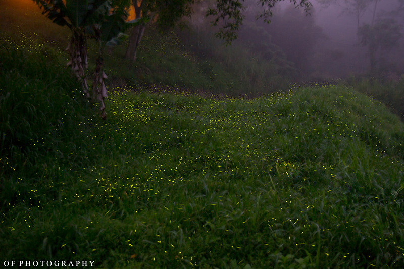 【攝影】 嘉義 若蘭山莊 滿山 螢火飛舞 實在美呆了，拍攝/賞螢火蟲建議!