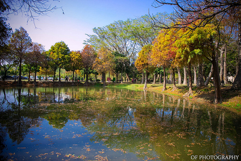 【台南景點】巴克禮紀念公園 台南也有美麗的落羽松，湖面倒影彷彿置身國外!