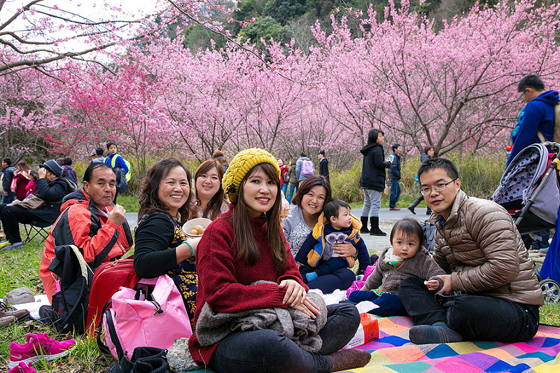 【台中遊記】武陵農場 賞櫻花野餐趣 不用飛去日本，粉紅佳人樹下野餐就很有FU!