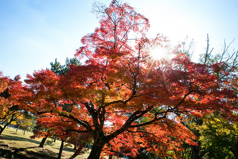 【奈良遊記】奈良公園 遇見此行最美的楓王，免費賞楓的好地方~ 東大寺成遺珠!