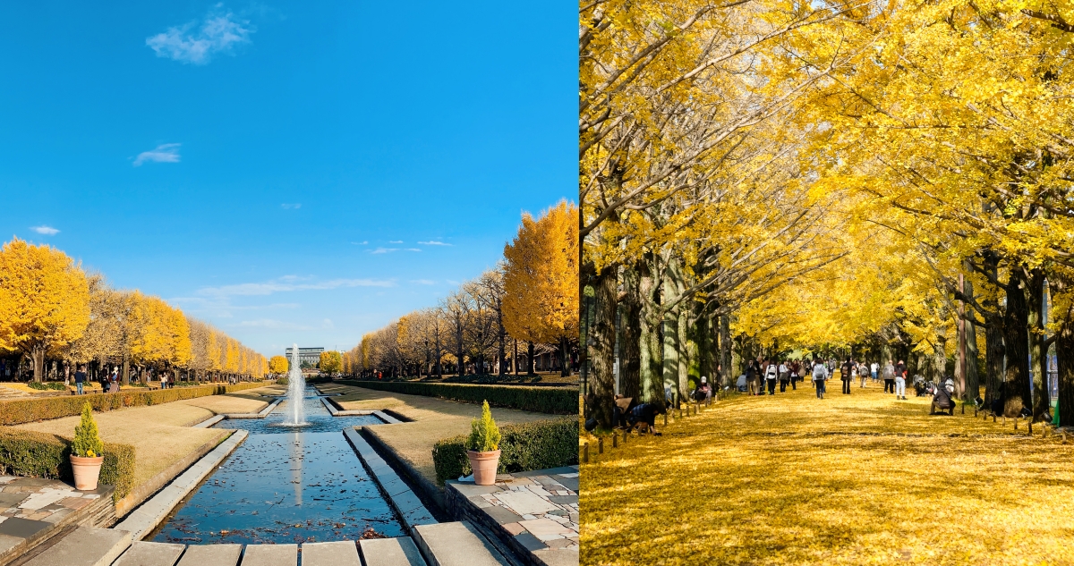 【東京遊記】昭和紀念公園 金黃銀杏步道～ 美到讓人拍不停！十一月的最夯景點！